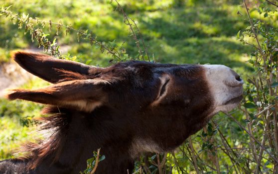 Donkey grazing in the garden