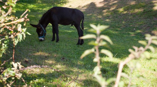 Donkey grazing in the garden