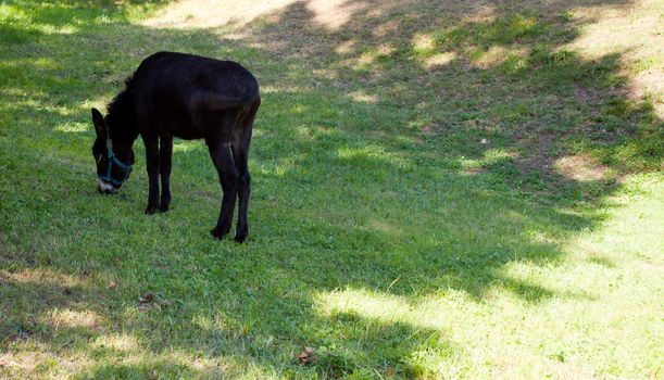 Donkey grazing in the garden