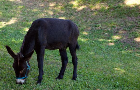 Donkey grazing in the garden