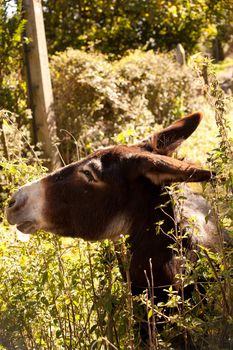 Donkey grazing in the garden