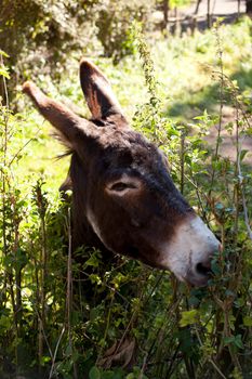 Donkey grazing in the garden