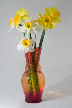 Yellow and white narcissuses in a vase