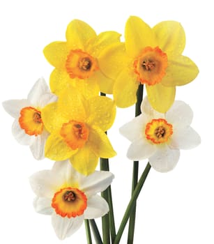 Yellow and white narcissuses on a white background