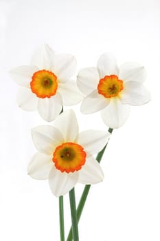 Three white narcissuses on a white background