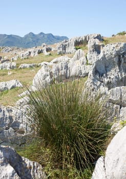 Bushes on the prairie, Nueva de Llanes. Asturias - Spain