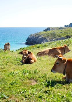 Herd of cows grazing next to sea