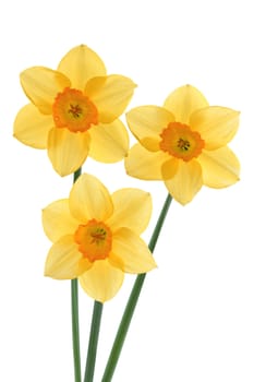 Three yellow narcissuses on a white background