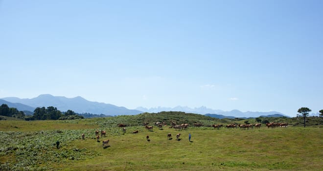 Herd of cows grazing on the grass