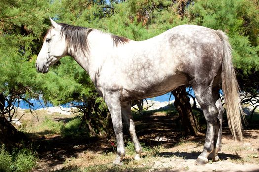 White horse next to the church