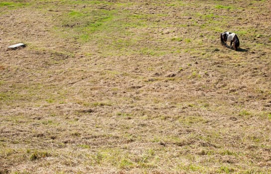 A Pony grazing- Nueva de Llanes. Aurias, Spain