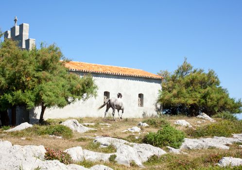 White horse next to the church