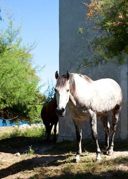 White horse next to the church