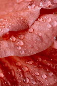 Water drops on the hibiscus petals