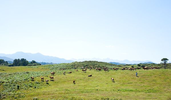 Herd of cows grazing on the grass