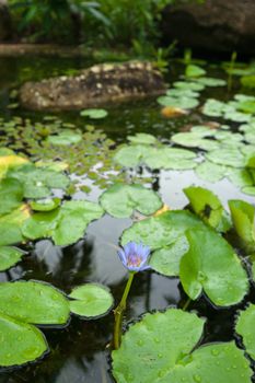 water lily in garden pond with narrow dof