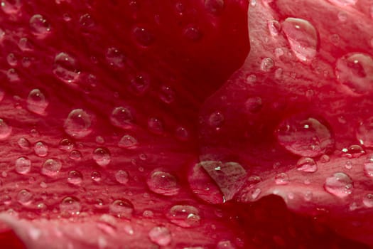 Water drops on the hibiscus petals