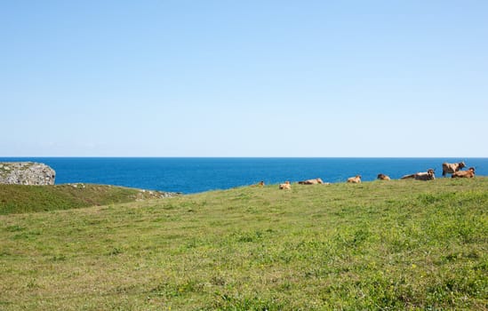 Herd of cows grazing next to sea