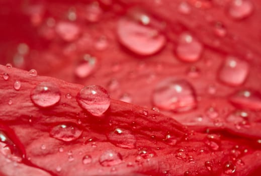 Water drops on the hibiscus petals