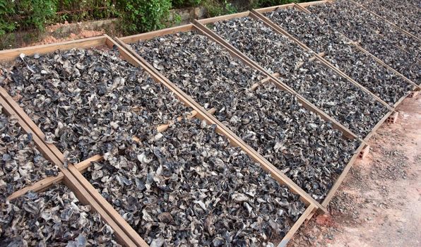 lots of mushrooms drying in the sun in vietnam