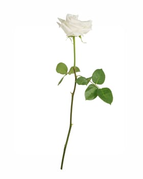 Single white rose, isolated on white