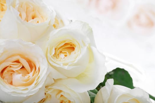 Bunch of White roses with yellow centers, type space available