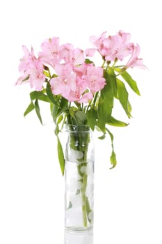 Vase of pink lilies isolated on white