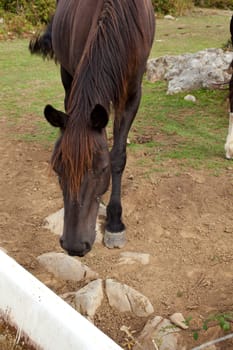 Herd of horses grazing, Spain