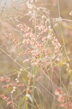 Grasses with pink flowers under sunset