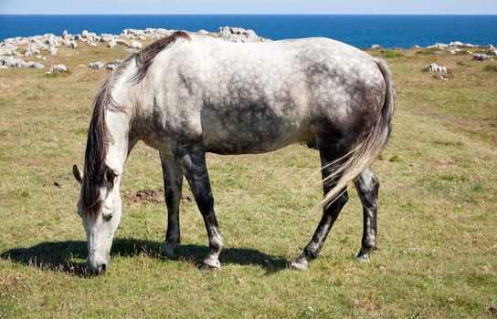 Horse grazing in the mountains of Nueva de Llanes in Spain