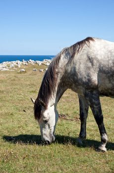 Horse grazing in the mountains of Nueva de Llanes in Spain
