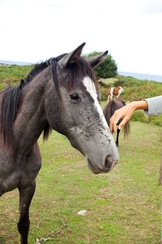girl stroking the mane of a horse