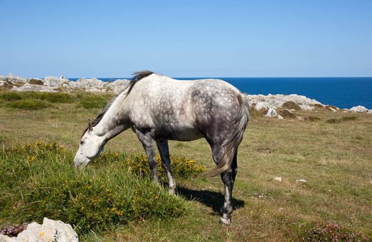 Horse grazing in the mountains of Nueva de Llanes in Spain