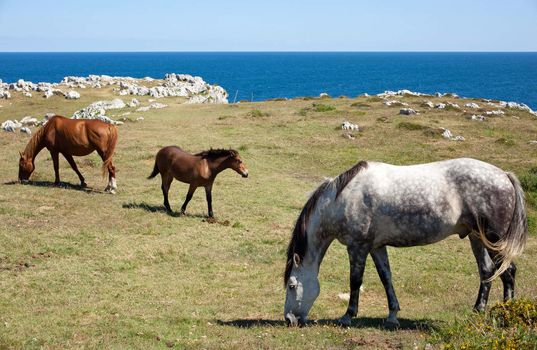 Horse grazing in the mountains of Nueva de Llanes in Spain