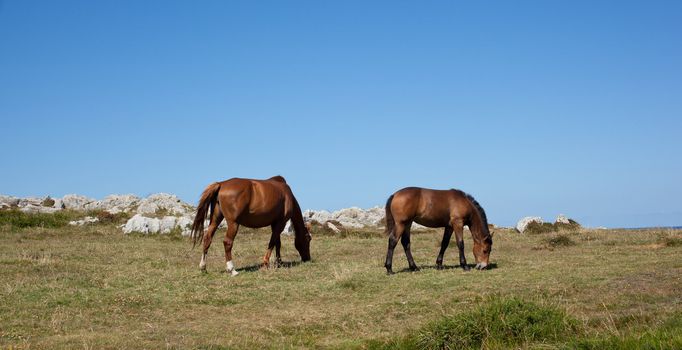 Horse grazing in the mountains of Nueva de Llanes in Spain