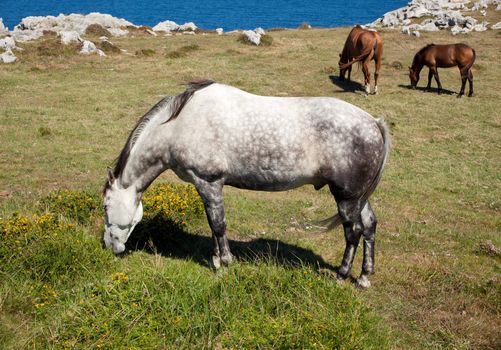 Horse grazing in the mountains of Nueva de Llanes in Spain