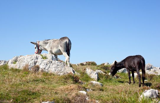 The Donkey next to the church