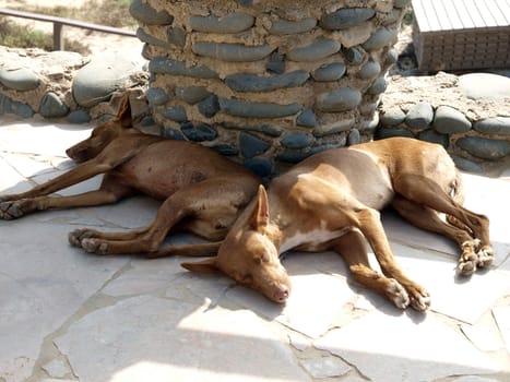 Season canine siesta in Praia Castelejo, Algarve , Portugal