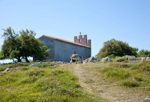 Gray Donkey next to the church