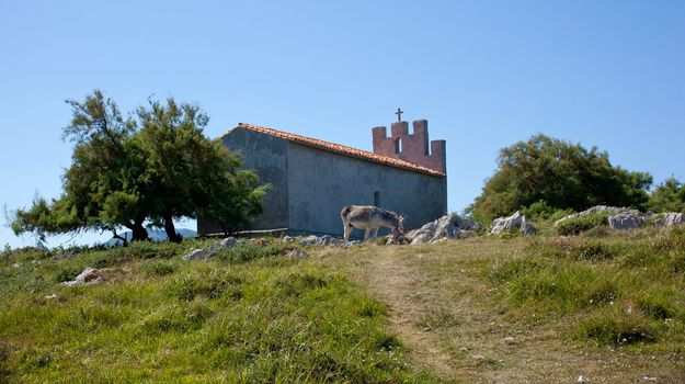 Gray Donkey next to the church