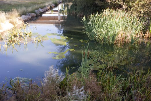 A little river with plant