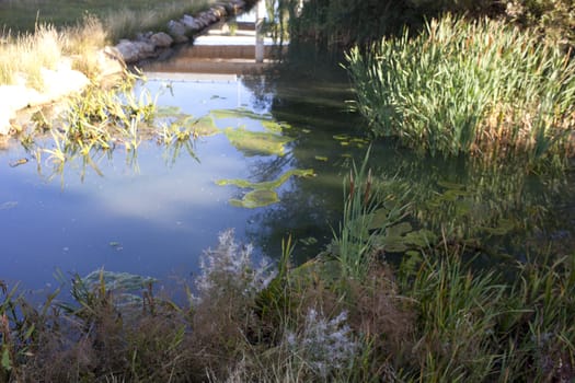 A little river with plant