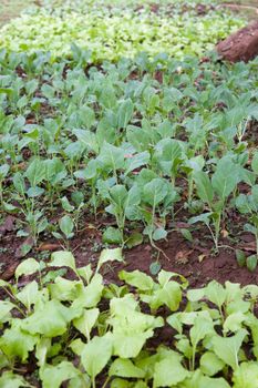 organic vegetables growing in this permaculture garden