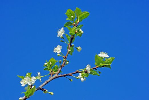 Branch of cherry blossom against blue sky