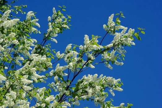 Branch of bird-cherry blossom against blue sky
