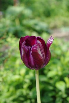 A dark purple tulip against a background of green leaves