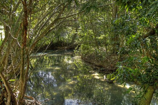 Calm tropical river edges with trees in Jamaica