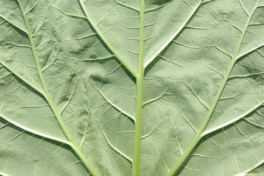 Back side of green leaf close up texture background.