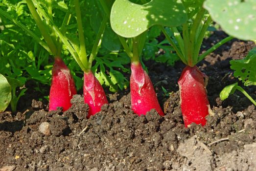 Growing fresh red radish on garden bed