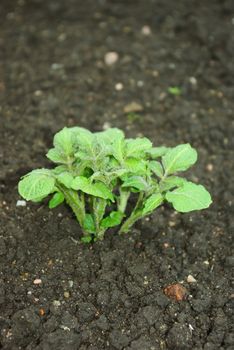 Young potato plant growing on the vegetable bed